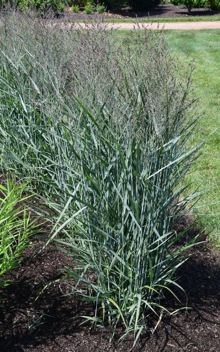 Prairie Dog Switchgrass (Panicum virgatum ‘Prairie Dog”)