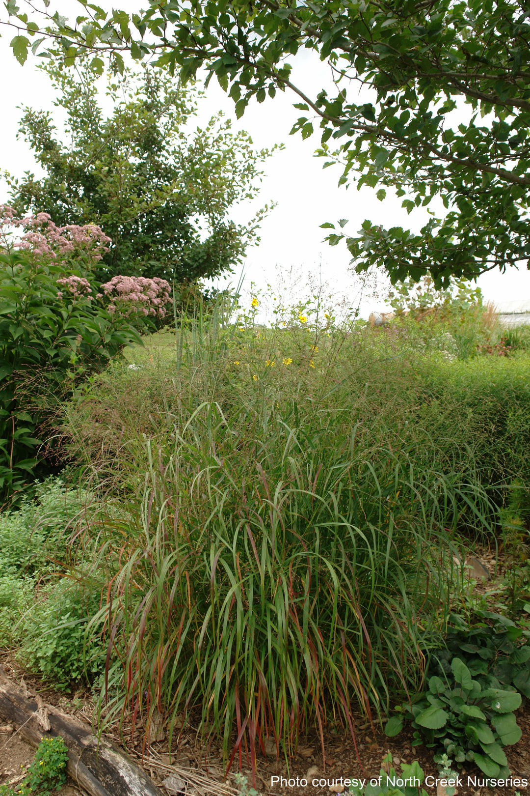 Panicum v. 'Shenandoah' (Red Switchgrass)