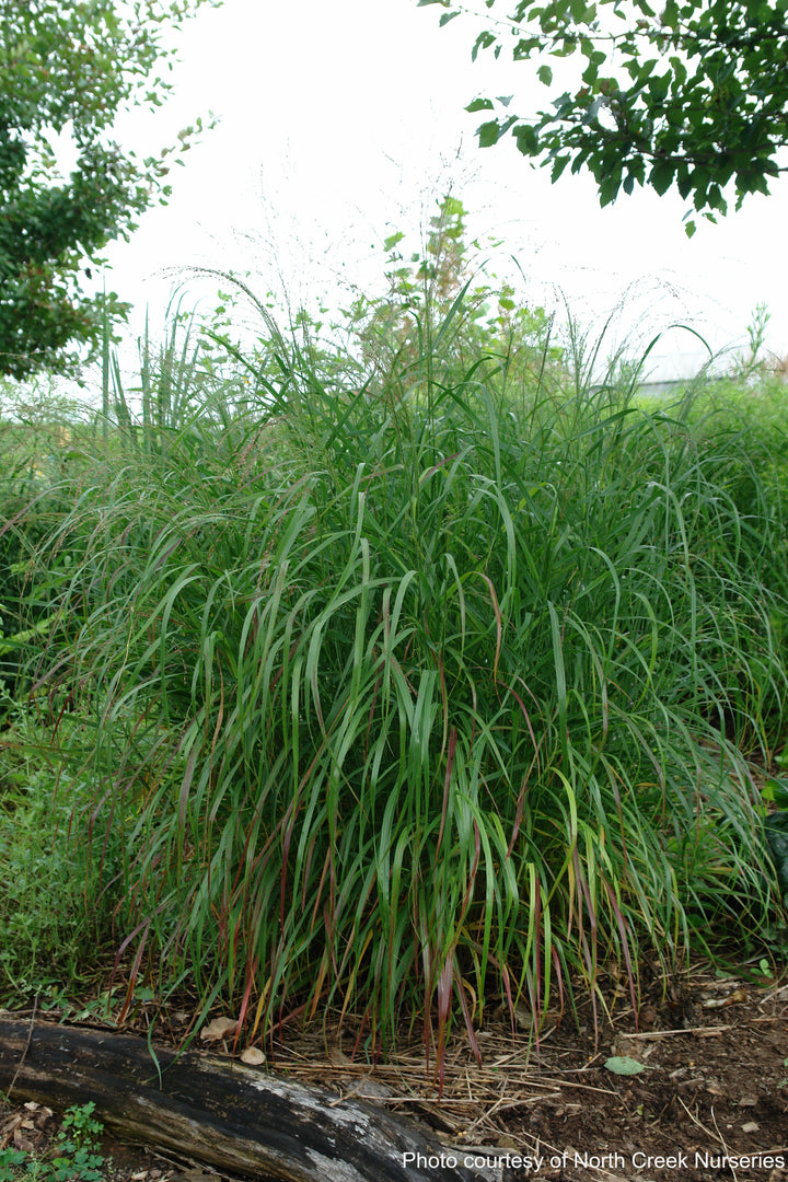 Panicum v. 'Shenandoah' (Red Switchgrass)