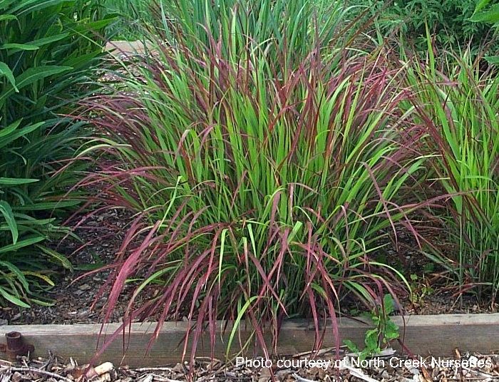 Panicum v. 'Shenandoah' (Red Switchgrass)