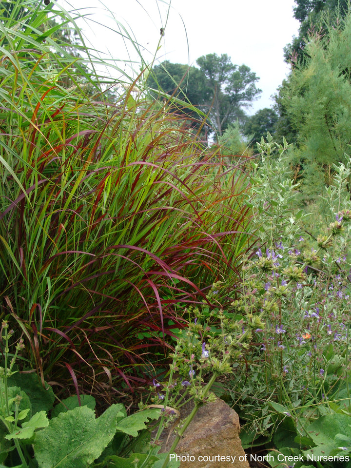 Panicum v. 'Shenandoah' (Red Switchgrass)