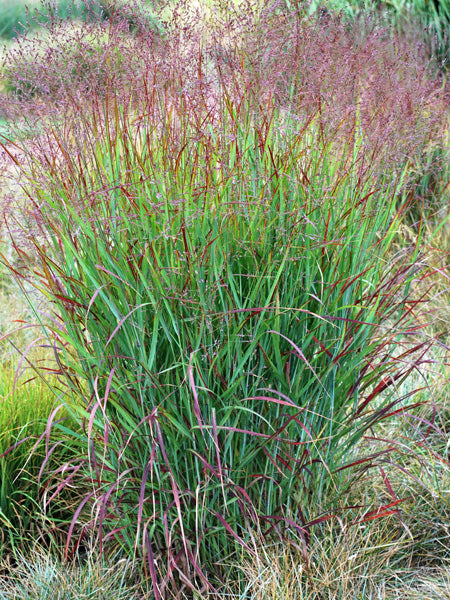 Panicum v. 'Shenandoah' (Red Switchgrass)