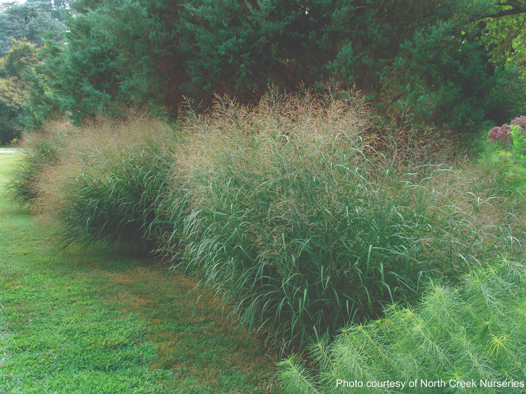 Panicum virgatum (Switchgrass)