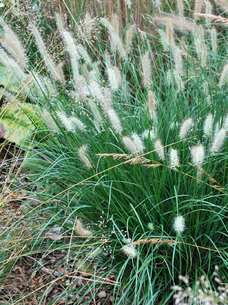 Pennisetum alopecuroides 'Hameln' (Dwarf Fountain Grass)