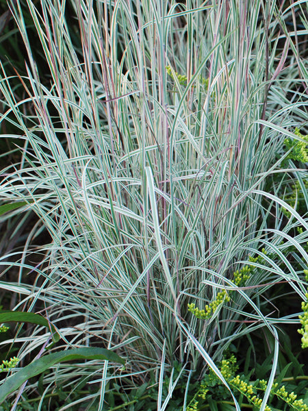 Schizachyrium s. 'Chameleon' (Little Bluestem)