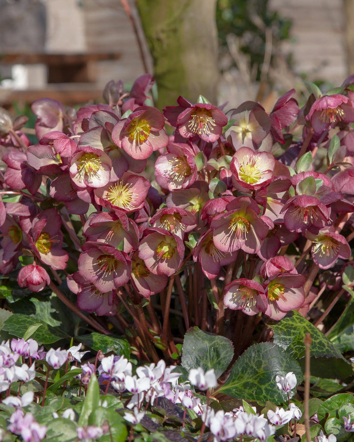 Helleborus x Frostkiss® Elemental® (Lenten Rose)