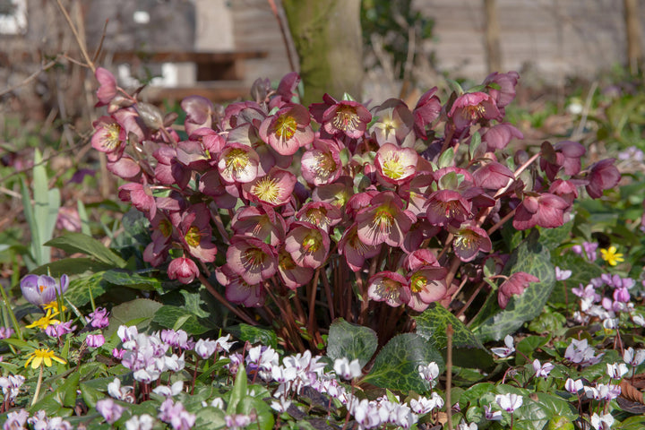 Helleborus x Frostkiss® Elemental® (Lenten Rose)