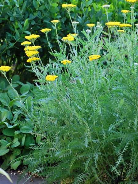 Achillea x 'Coronation Gold' (Yarrow)