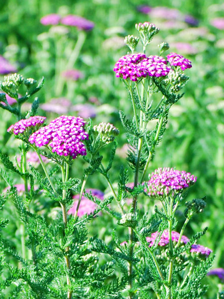 Achillea millefolium 'Oertel's Rose' (Yarrow)