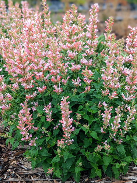 Agastache x ‘Pink Pearl’ (Hummingbird Mint)