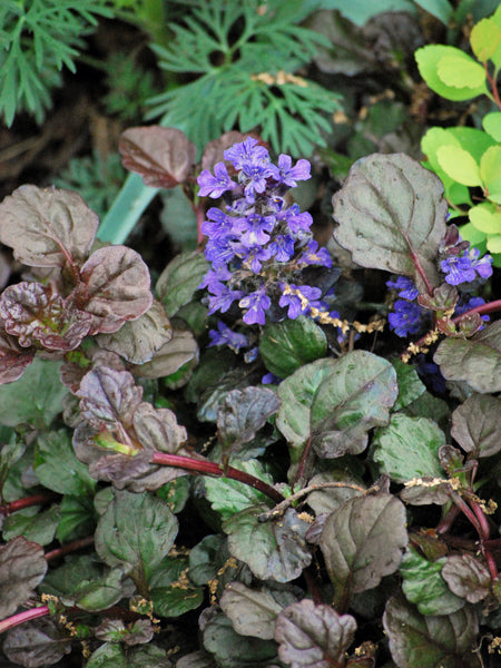 Ajuga reptans 'Bronze Beauty' (Bugle Weed)