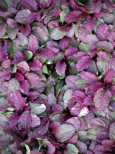 Ajuga reptans 'Burgundy Glow' (Bugle Weed)