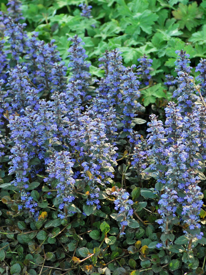 Ajuga reptans 'Chocolate Chip' (Dwarf Bugle Weed)