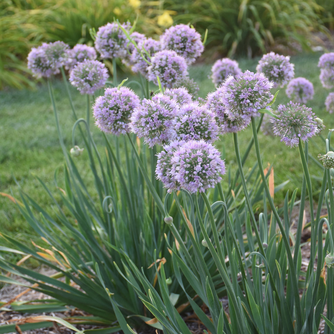 Allium ‘Bubble Bath’ (Ornamental Onion)