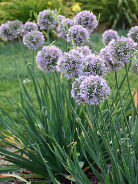 Allium ‘Bubble Bath’ (Ornamental Onion)