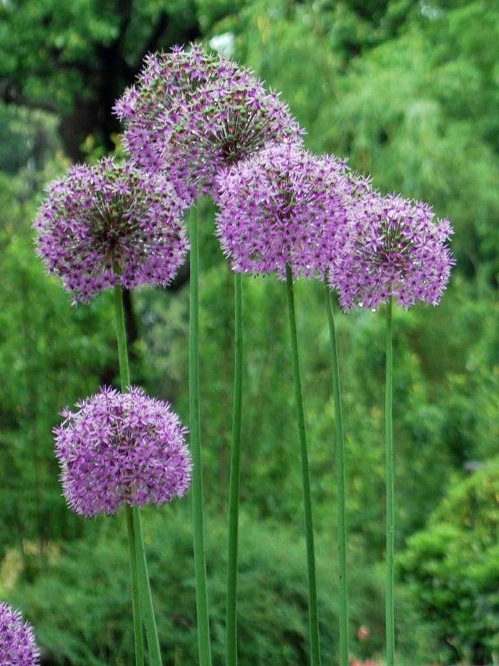 Allium 'Gladiator' (Ornamental Onion)