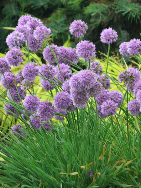 Allium 'Medusa' (Ornamental Onion)