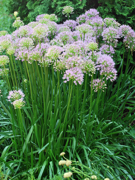 Allium 'Millenium' (Ornamental Onion)