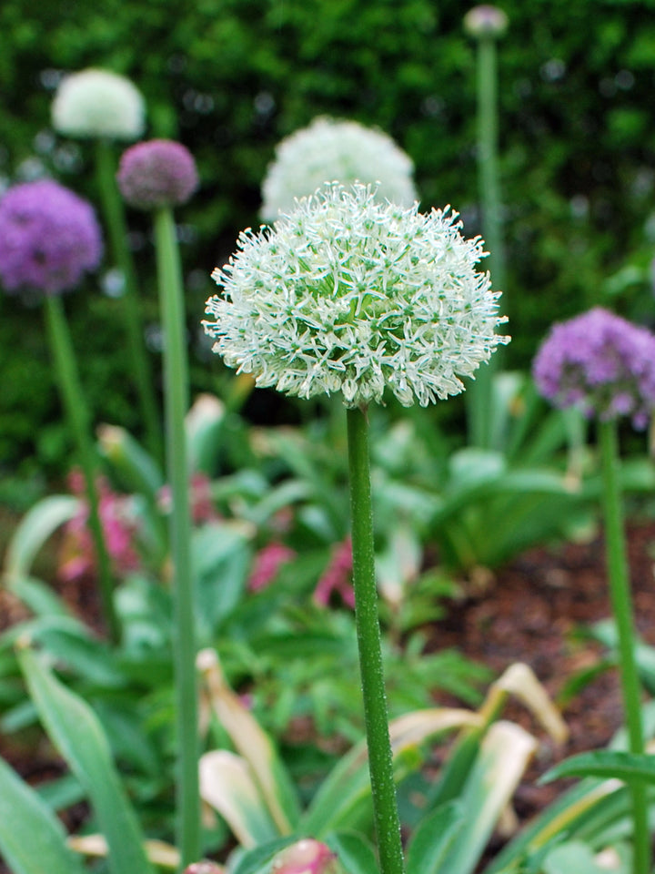 Allium 'Mt. Everest' (Ornamental Onion)