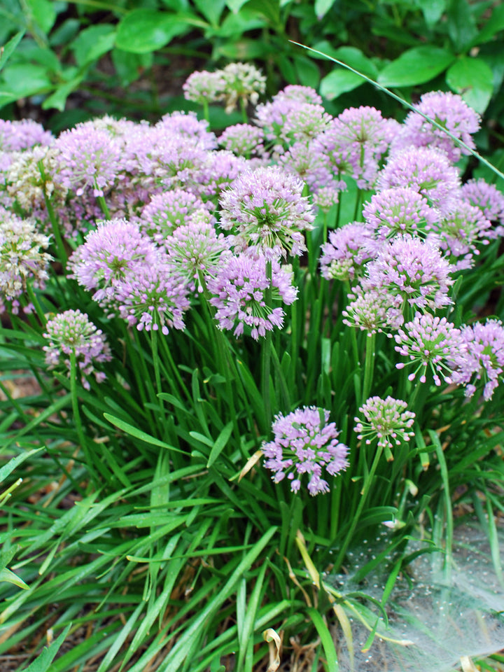 Allium x 'Summer Beauty' (Ornamental Onion)