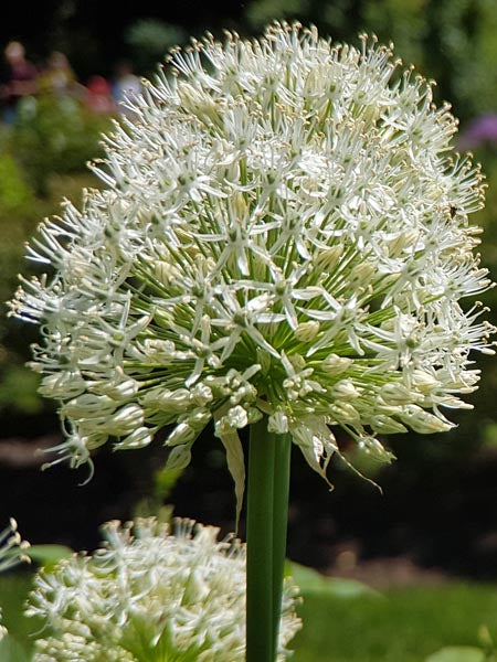 Allium 'White Giant' (Ornamental Onion)