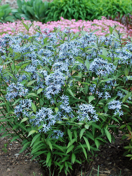 Amsonia tabernaemontana ‘Storm Cloud’ (Bluestar)