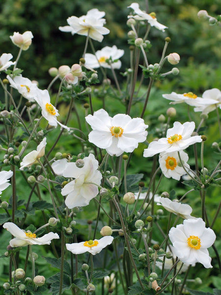 Anemone x hybrida 'Honorine Jobert' (Windflower)