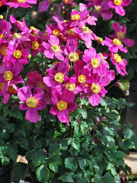 Anemone x hybrida Fantasy™'Red Riding Hood' (Windflower)