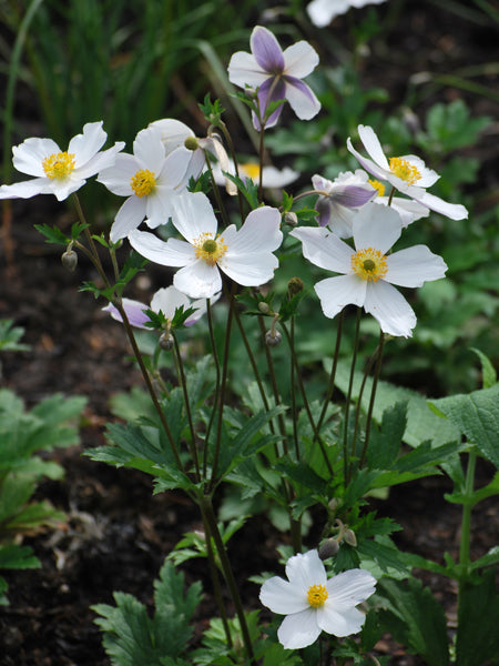 Anemone x Wild Swan™ (Windflower)