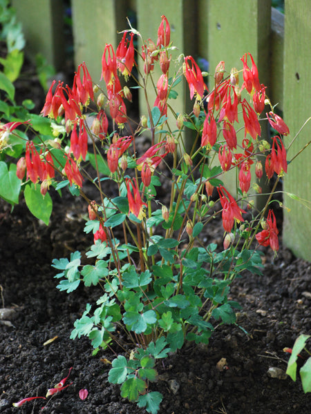 Aquilegia c. 'Little Lanterns' (Wild Columbine)