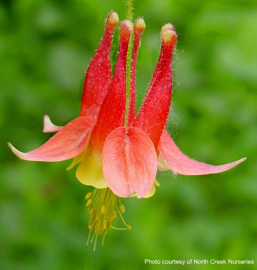 Aquilegia c. 'Little Lanterns' (Wild Columbine)