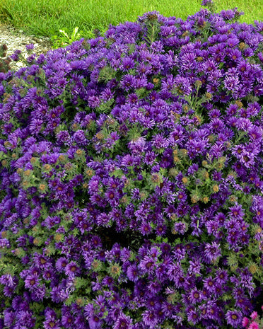 Aster novae-angliae 'Grape Crush' (New England Aster)