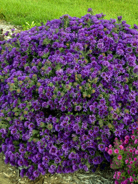 Aster novae-angliae 'Grape Crush' (New England Aster)