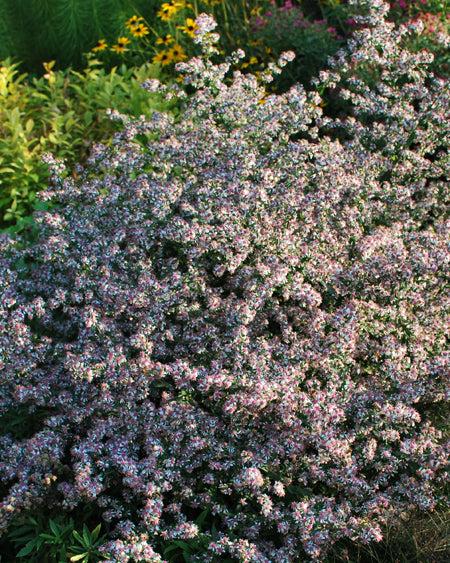 Aster lateriflorus ‘Lady in Black’ (Calico Aster)