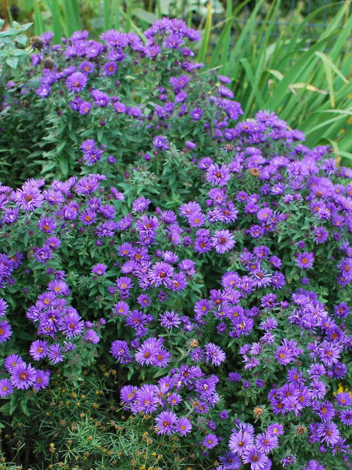 Aster novae-angliae 'Purple Dome' (New England Aster)