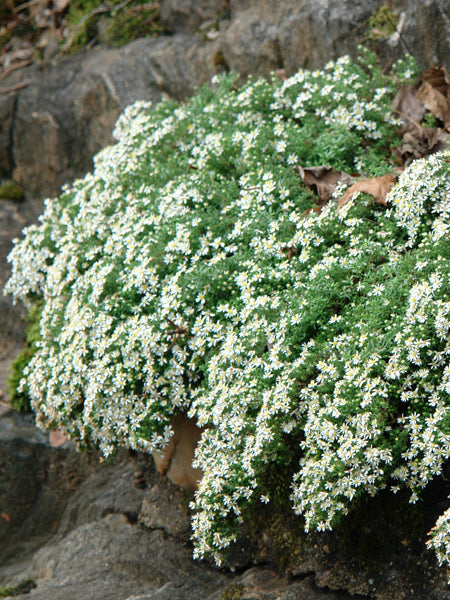 Aster e. ‘Snow Flurry’ (White Heath Aster)