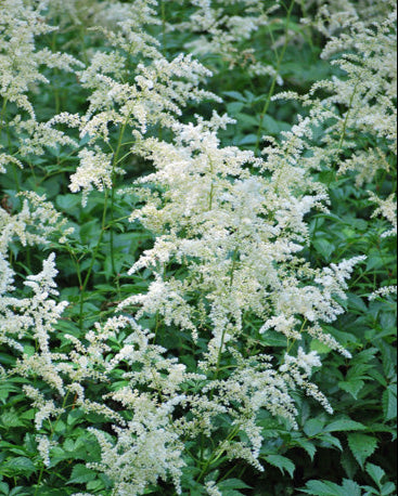 Astilbe japonica 'Deutschland' (False Spirea)