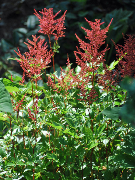 Astilbe arendsii 'Fanal' (False Spirea)