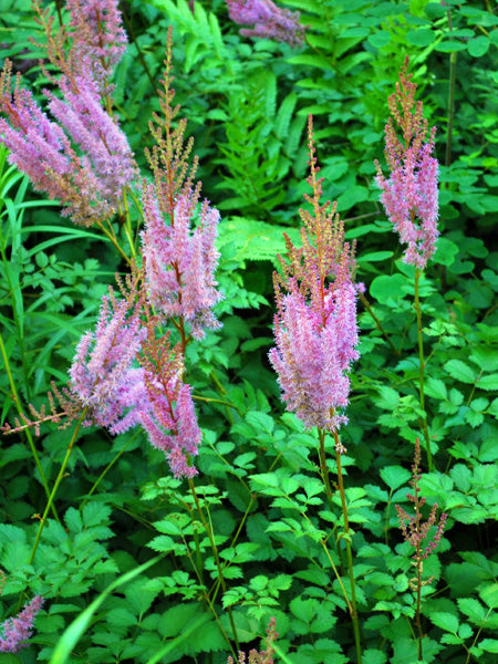 Astilbe taquetii 'Purple Candles' (False Spirea)