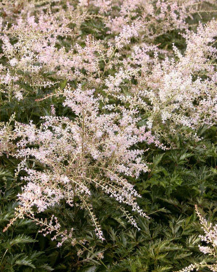 Astilbe simplicifolia 'Sprite' (False Spirea)