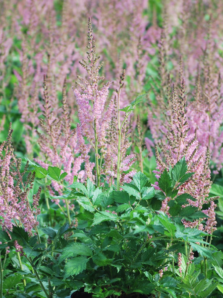 Astilbe chinensis 'Vision in Pink' (False Spirea)