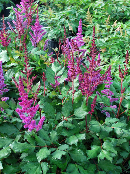 Astilbe chinensis 'Vision in Red' (False Spirea)