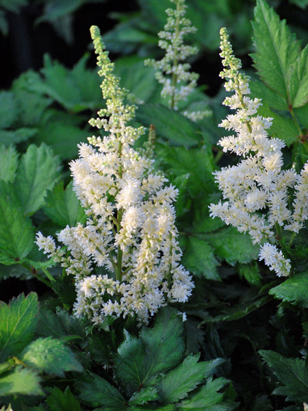 Astilbe chinensis 'Vision in White' (False Spirea)