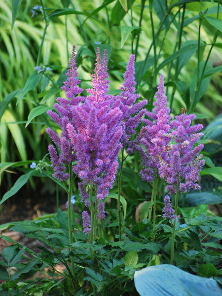 Astilbe chinensis 'Visions' (False Spirea)