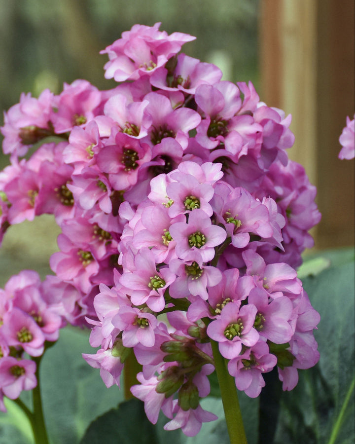 Bergenia c. 'Miss Piggy' (Heartleaf Bergenia)