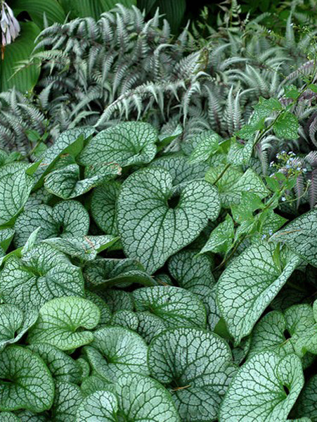 Brunnera macrophylla 'Alexander's Great' (False Forget-me-not, Siberian bugloss)