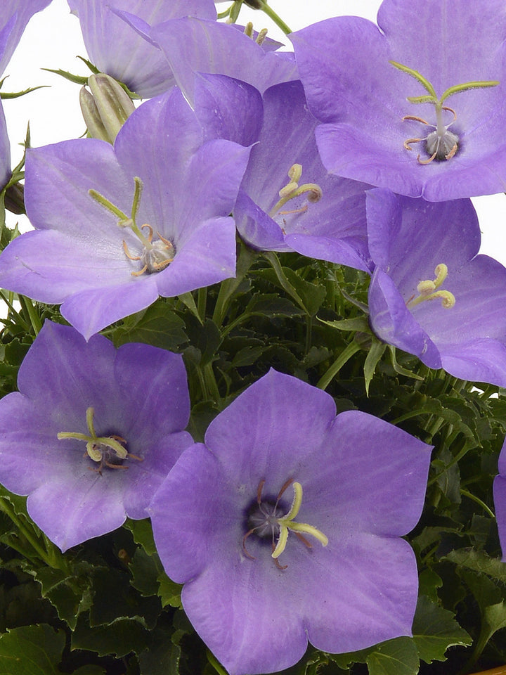 Campanula carpatica ‘Rapido Blue’ (Carpathian Bellflower)