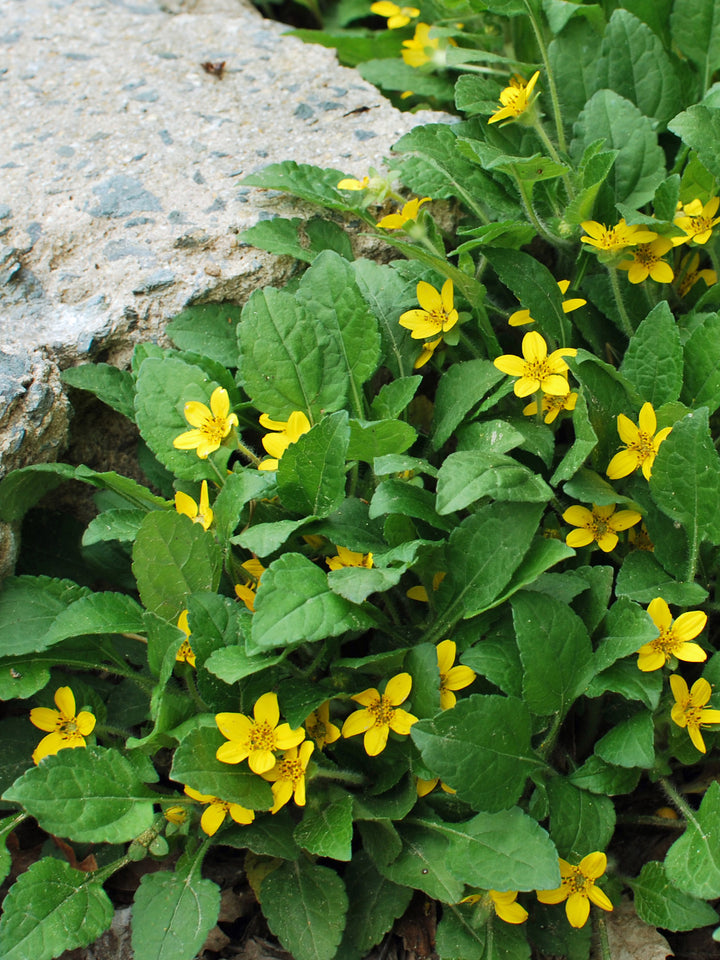 Chrysogonum virginianum var. australe (Green and Gold)