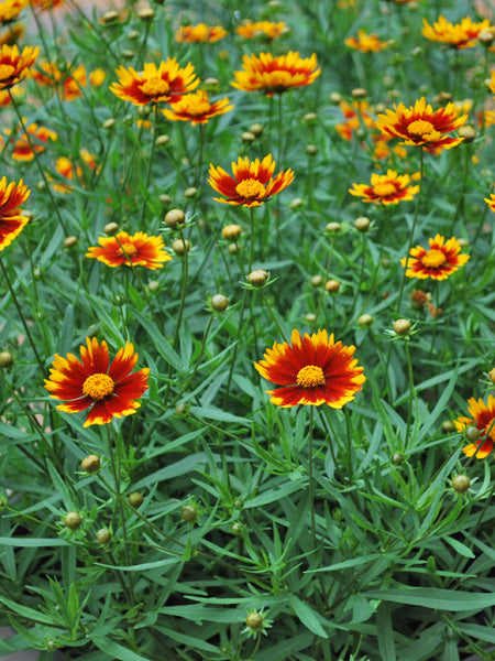 Coreopsis x L'il Bang™ 'Daybreak' (Tickseed)