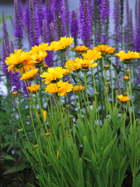 Coreopsis grandiflora 'Early Sunrise' (Tickseed)